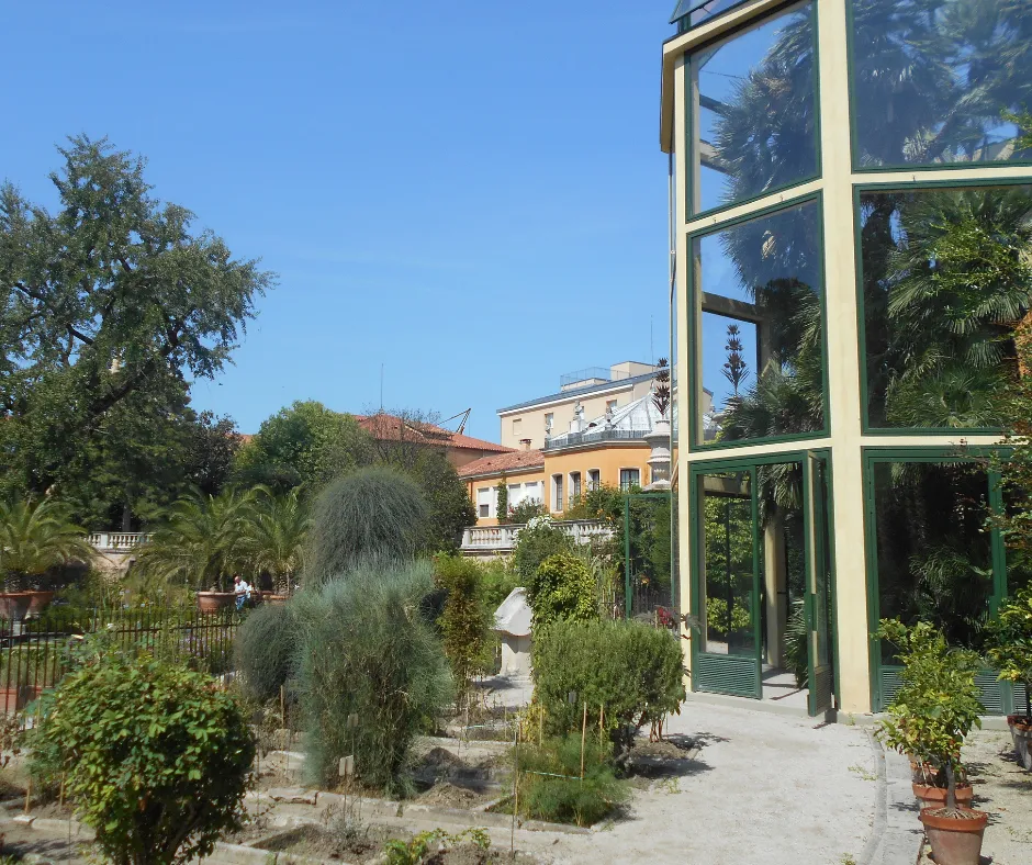 palma di goethe padova
