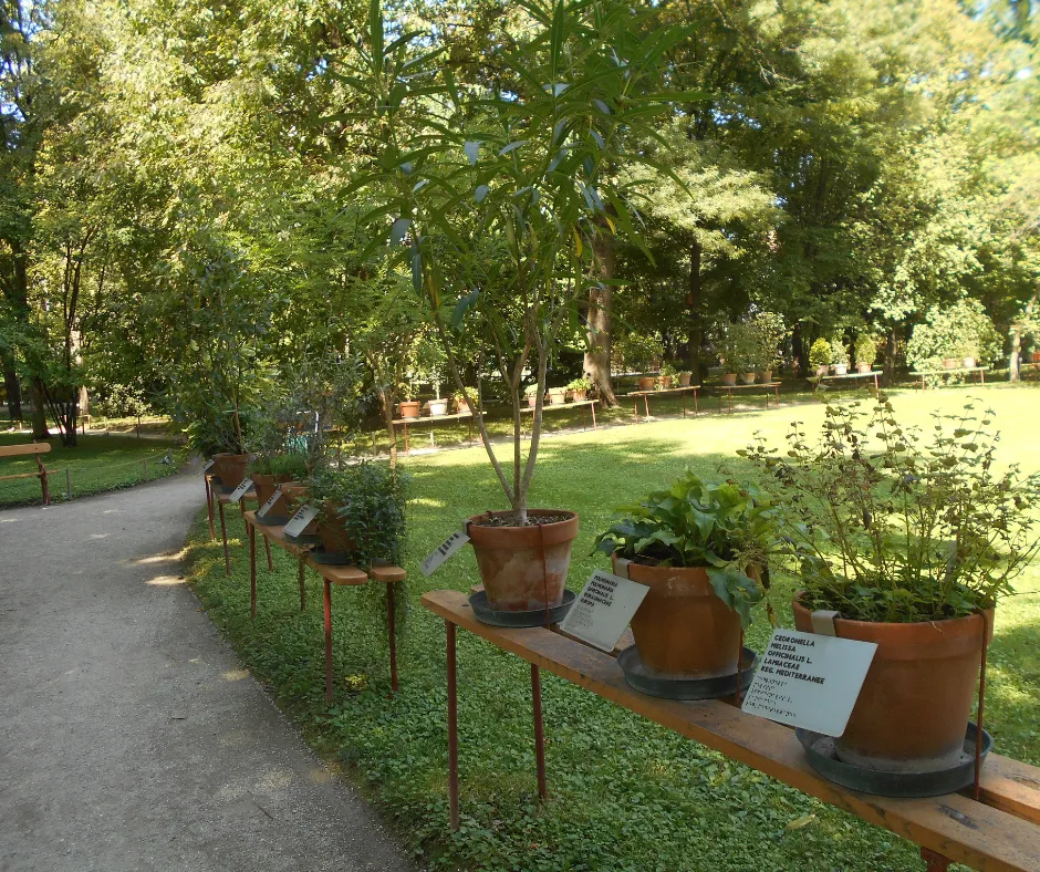 orto botanico antico